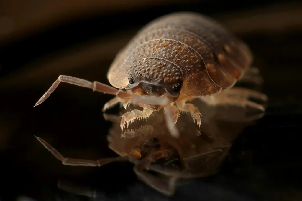 Bed-Bug-Treatment - Pest Control Pros | Englewood, NJ | 551-302-3773