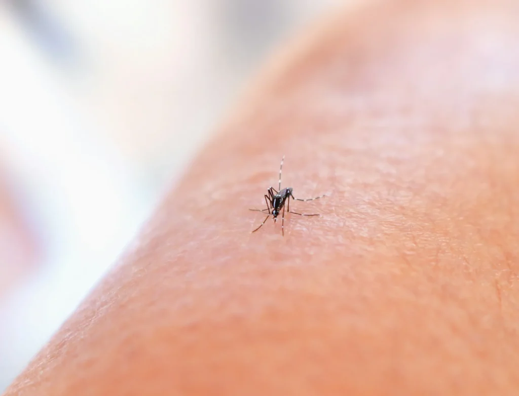 Mosquito Control - Pest Control Pros | Englewood, NJ | 551-302-3773